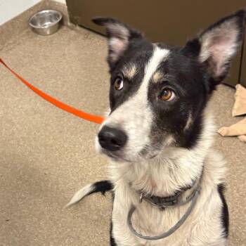 Carpathian -  Shepherd and Border Collie Dog for Adoption in League City, Texas - Carpathian | PetCurious