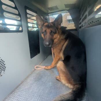 maintenance man -  German Shepherd Dog Dog for Adoption in St. Louis, Missouri - Maintenance Man | PetCurious