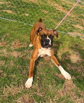 Boxer Dogs Available for Adoption in Montpelier, Vermont - Missy  | PetCurious