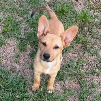 Oliver -  Corgi Dog for Adoption in Foley, Alabama - Oliver | PetCurious