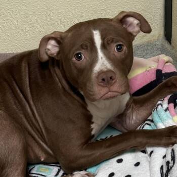 Pit Bull Terrier Dogs Available for Adoption - Honey (C000-036)-Chino Hills | PetCurious