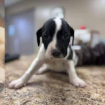 Rescue Mixed Breed Dogs for Adoption - Honeydew | PetCurious