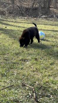 Anatolian Shepherd and Great Dane Dogs Available for Adoption - Clifford | PetCurious