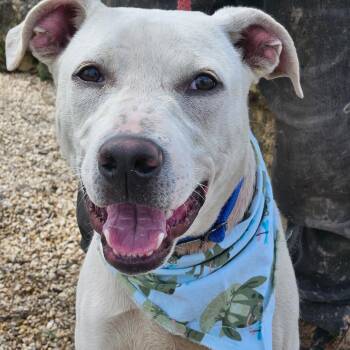 Rescue Pit Bull Terrier and Labrador Retriever Dogs for Adoption in Austin, Texas - Loki FM | PetCurious