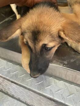 BEAUTY -  Mixed Breed Dog for Adoption in Dallas, Texas - BEAUTY | PetCurious