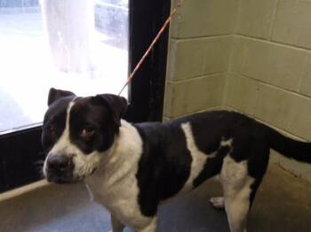 WEDNESDAY -  Pit Bull Terrier and Border Collie Dog for Adoption in Tulsa, Oklahoma - WEDNESDAY | PetCurious