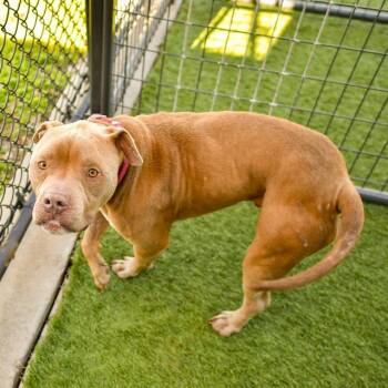 Pit Bull Terrier Dogs Available for Adoption in Dallas, Texas - DIESEL | PetCurious