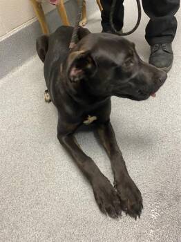 RUFFLES -  Labrador Retriever Dog for Adoption in Indianapolis, Indiana - RUFFLES | PetCurious