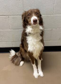 Topher -  Mixed Breed Dog for Adoption in Nashville, Tennessee - Topher | PetCurious