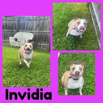 Invidia -  Mixed Breed Dog for Adoption in Springfield, Vermont - Invidia | PetCurious