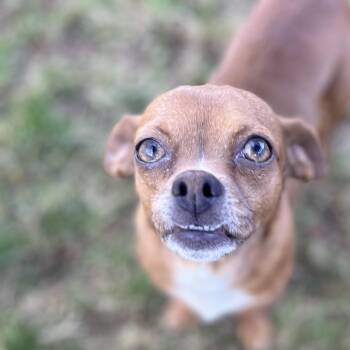 Chihuahua Dogs Available for Adoption in Danville, Vermont - Rosie | PetCurious