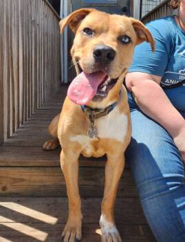 Chance -  Labrador Retriever Dog for Adoption in Peru, Illinois - Chance | PetCurious