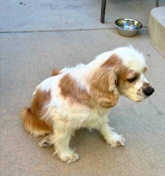 Sophie -  Cocker Spaniel and English Cocker Spaniel Dog for Adoption in Boulder, Colorado - Sophie | PetCurious