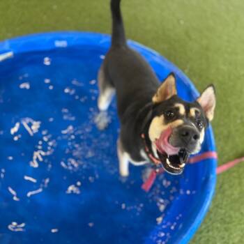 Mixed Breed Dogs Available for Adoption in West Palm Beach, Florida - Batman | PetCurious