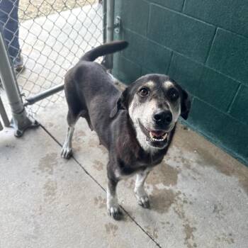 Blue Moon -  Labrador Retriever and Terrier Dog for Adoption in Carencro, Louisiana - Blue Moon | PetCurious