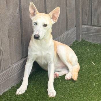 Juliana 3078 -  Mixed Breed Dog for Adoption in Loxahatchee Groves, Florida - Juliana 3078 | PetCurious