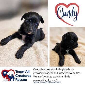 Candy -  Terrier Dog for Adoption in Alvarado, Texas - Candy | PetCurious