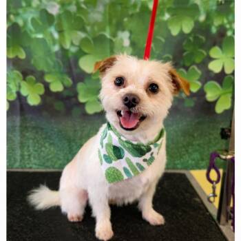 Norfolk Terrier and Yorkshire Terrier Dogs Available for Adoption - Hooch | PetCurious