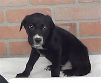 MISTER -  Labrador Retriever and Mixed Breed Dog for Adoption in Houston, Texas - MISTER | PetCurious