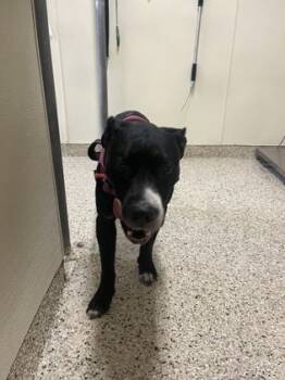 Rescue Mixed Breed Dogs for Adoption - HARLEY | PetCurious