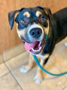 Nugget -  Mixed Breed Dog for Adoption in Munster, Indiana - Nugget | PetCurious