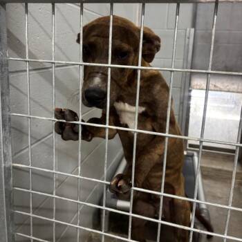 Bennie -  Labrador Retriever Dog for Adoption in Brookfield, Missouri - Bennie | PetCurious