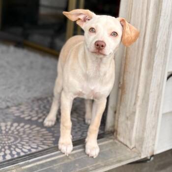 Chihuahua Dogs Available for Adoption - Luna | PetCurious