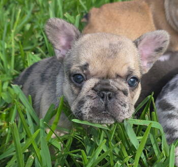 June Bug  -  French Bulldog Dog for Sale in Boynton Beach, Florida - June Bug  | PetCurious