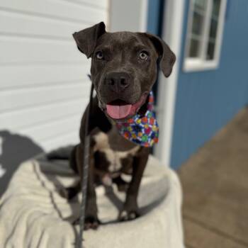 Rescue Pit Bull Terrier Dogs for Adoption in Newberg, Oregon - Bennett | PetCurious