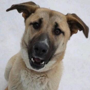 Shepherd Dogs Available for Adoption in Ottawa Hills, Ohio - Sampson | PetCurious