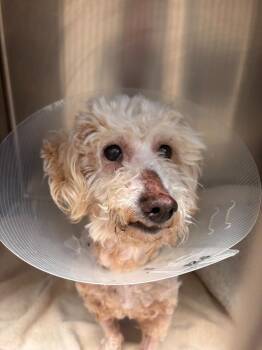 Jasper -  Maltese and Poodle Dog for Adoption in Madison, Georgia - Jasper | PetCurious