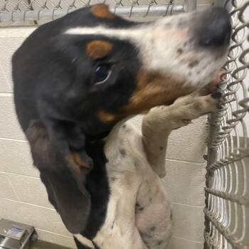 Rescue Treeing Walker Coonhound Dogs for Adoption in Harrisonburg, Virginia - 69500 | PetCurious