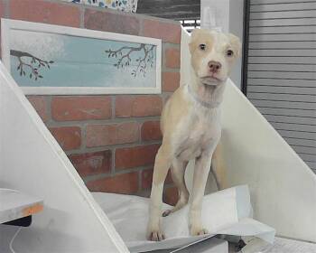 Tibetan Terrier and Mixed Breed Dogs Available for Adoption in Houston, Texas - BLANKY | PetCurious