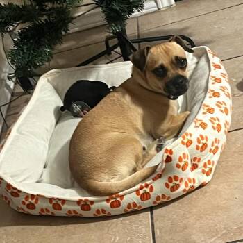 Chug Dogs Available for Adoption - Eden | PetCurious