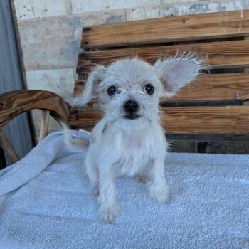Elsa -  Yorkshire Terrier Dog for Adoption in Chico, California - Elsa | PetCurious