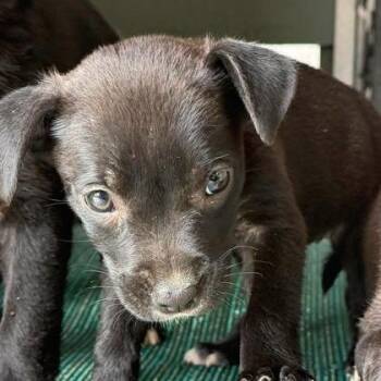 Shrimp -  Black Labrador Retriever and Mixed Breed Dog for Adoption in North Charleston, South Carolina - Shrimp | PetCurious