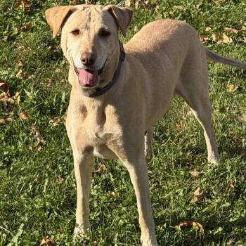Harvest -  Labrador Retriever Dog for Adoption in Minneapolis, Minnesota - Harvest | PetCurious