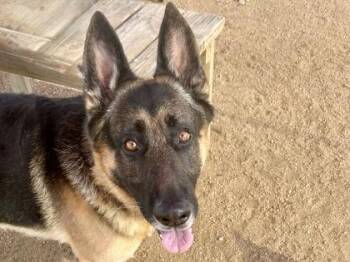 German Shepherd Dog Dogs Available for Adoption - Jerry | PetCurious