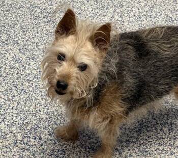Australian Terrier Dogs Available for Adoption - Louis | PetCurious