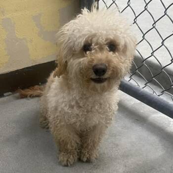 Scruffy -  Maltese Dog for Adoption in San Gabriel, California - Scruffy | PetCurious