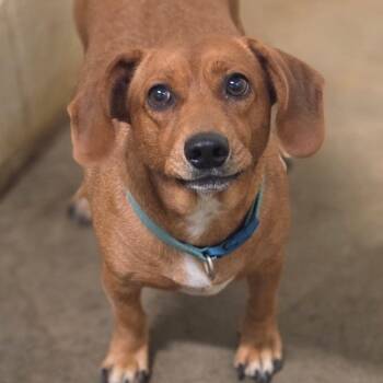 Minnie Pearl -  Dachshund Dog for Adoption in Brownsboro, Alabama - Minnie Pearl | PetCurious