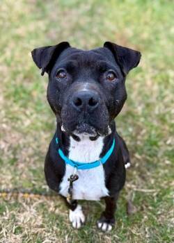 Rowena -  Mixed Breed Dog for Adoption in Cincinnati, Ohio - Rowena | PetCurious