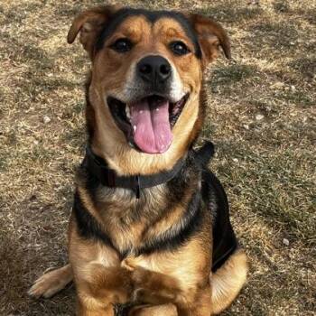 Mixed Breed Dogs Available for Adoption in Dubuque, Iowa - Roxie | PetCurious