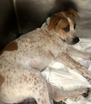 Rescue Australian Cattle Dog Blue Heeler Dogs for Adoption in Parma, Ohio - Boomer | PetCurious