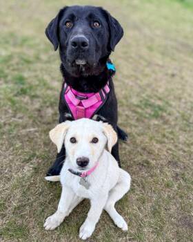 Labrador Retriever Dogs Available for Adoption in Calgary, Alberta - Wiggle Butt (Onyx) | PetCurious