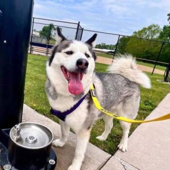 Fiona -  Husky Dog for Adoption in Elizabeth, Illinois - Fiona | PetCurious