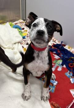 Rescue Mixed Breed Dogs for Adoption in Milpitas, California - Chimera | PetCurious