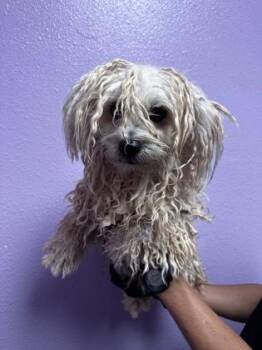 61635344 -  Shih Tzu and Mixed Breed Dog for Adoption in El Paso, Texas - 61635344 | PetCurious