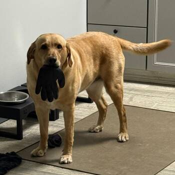 Ellie -  Yellow Labrador Retriever Dog for Adoption in West Palm Beach, Florida - Ellie | PetCurious