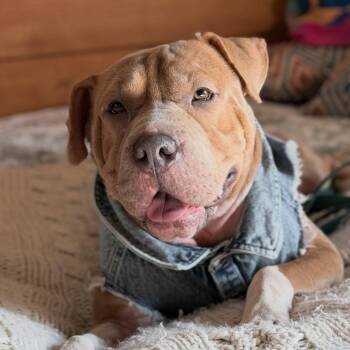 Kava -  Pit Bull Terrier and Shar Pei Dog for Adoption in Detroit, Michigan - Kava | PetCurious